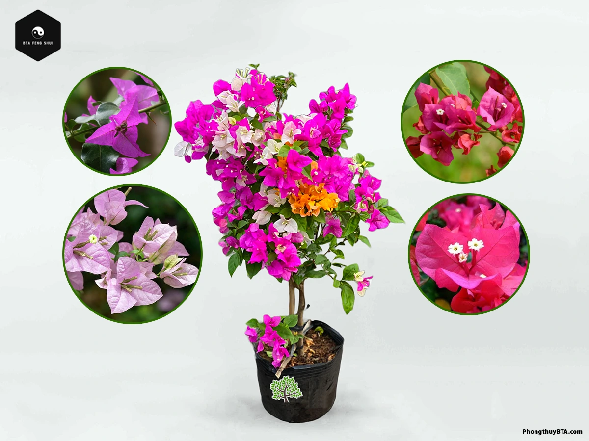 Bougainvillea Plant
