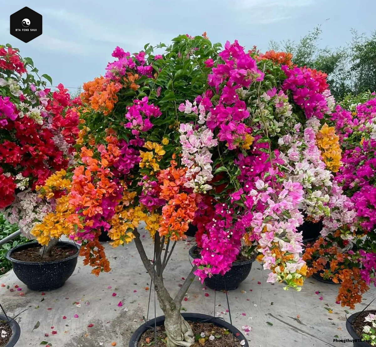 Types of bougainvillea plants