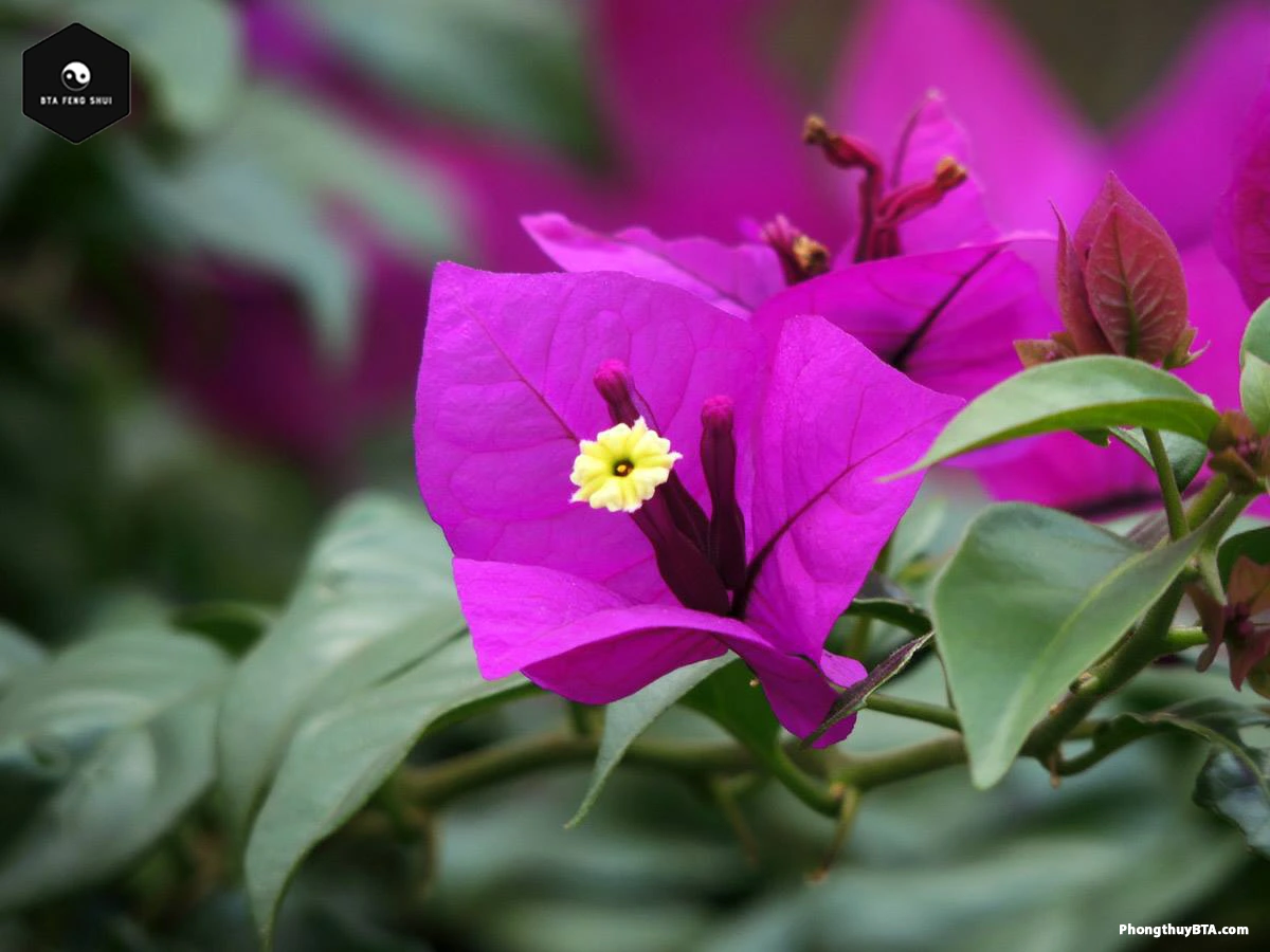 Mastering Bougainvillea Care: Propagation