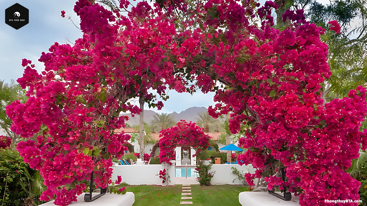 bougainvillea planting and care