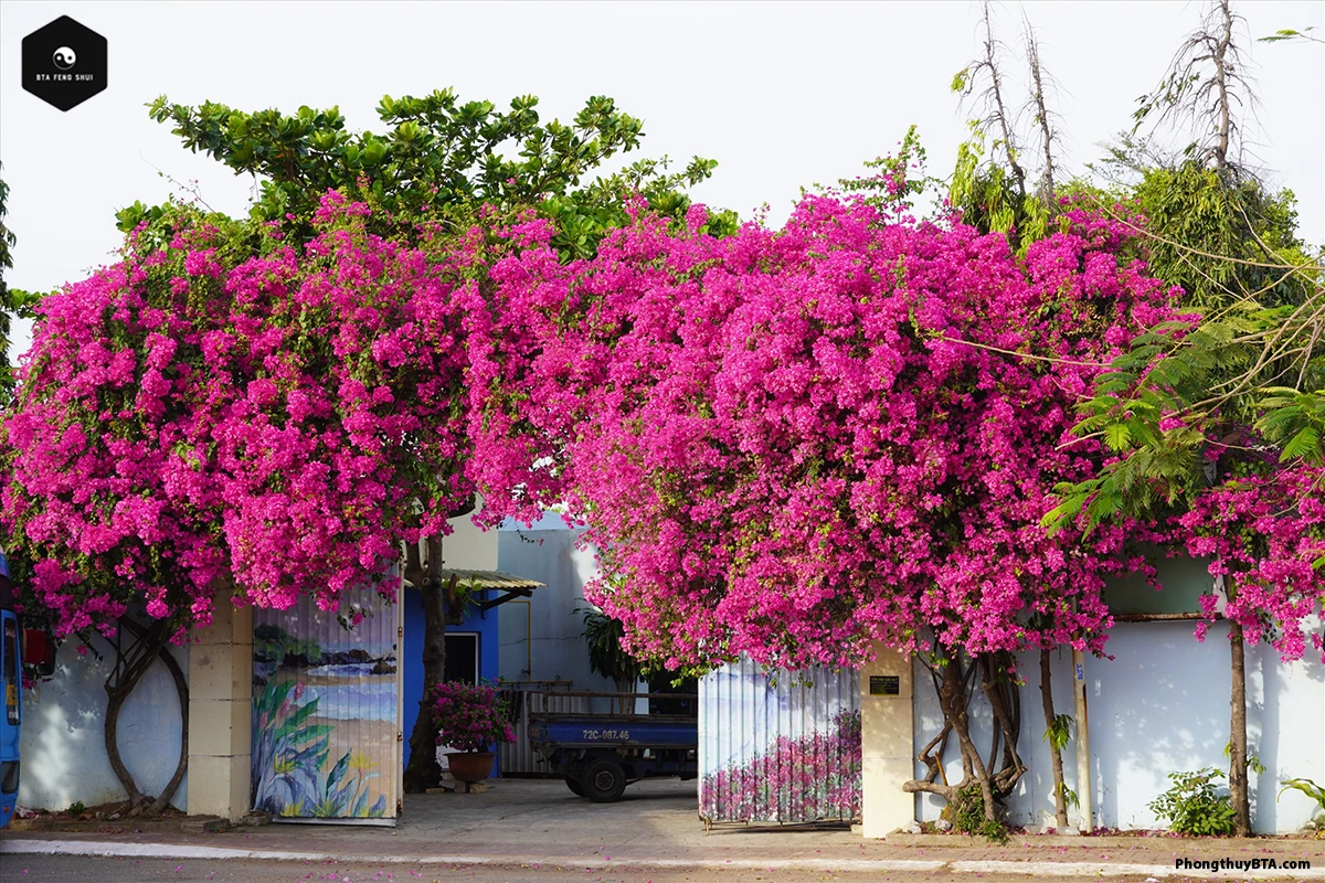 Additional Benefits of Bougainvillea