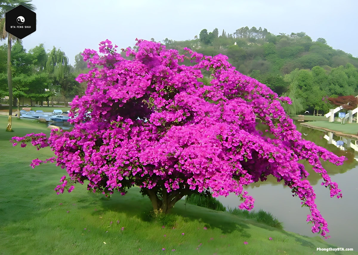 Caring for bougainvillea plants
