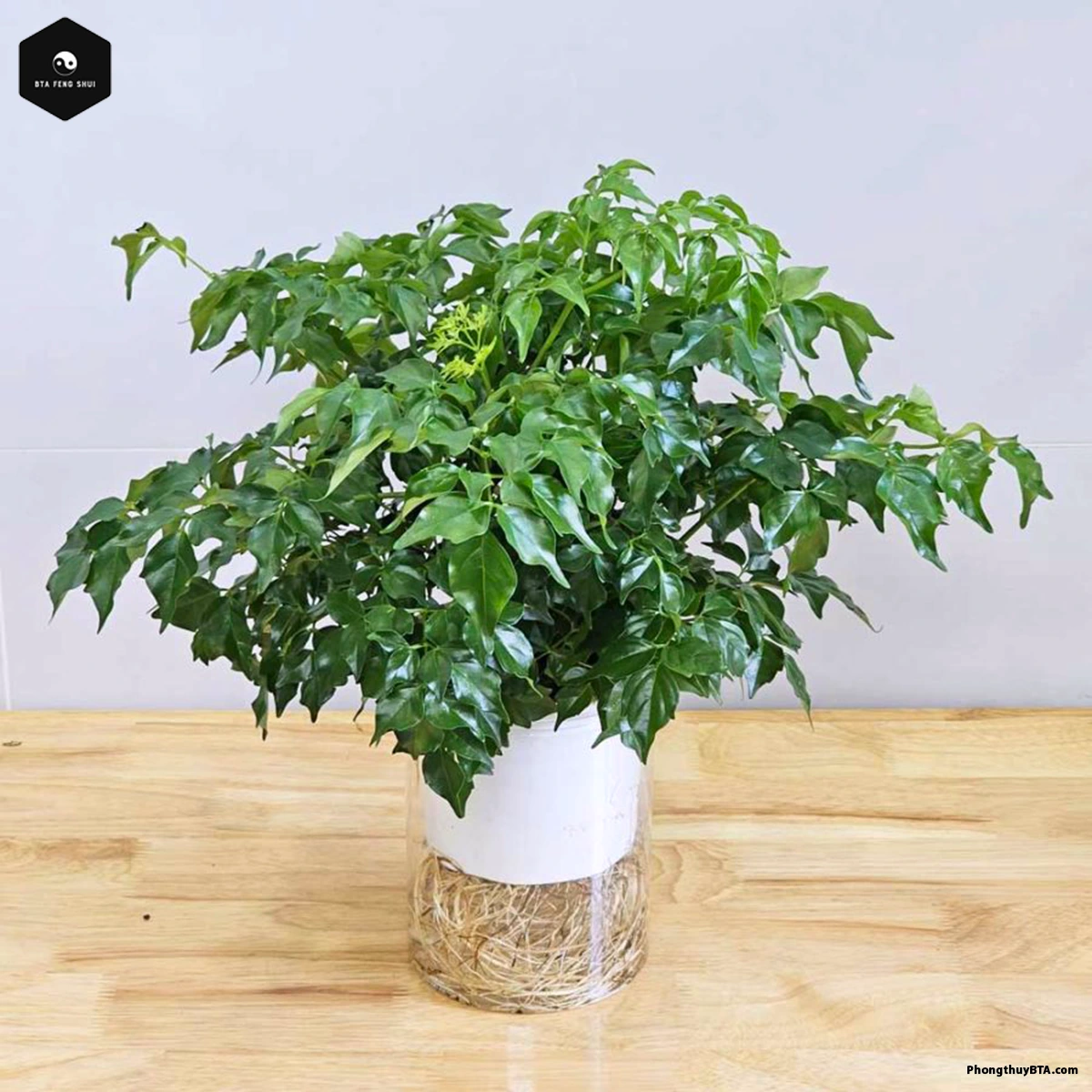 What Feng Shui Element Suits the China Doll Plant?