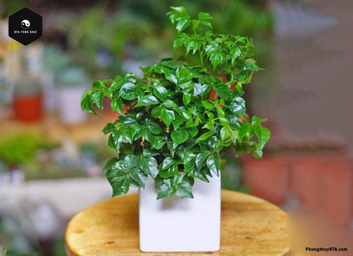 tabletop China Doll plant