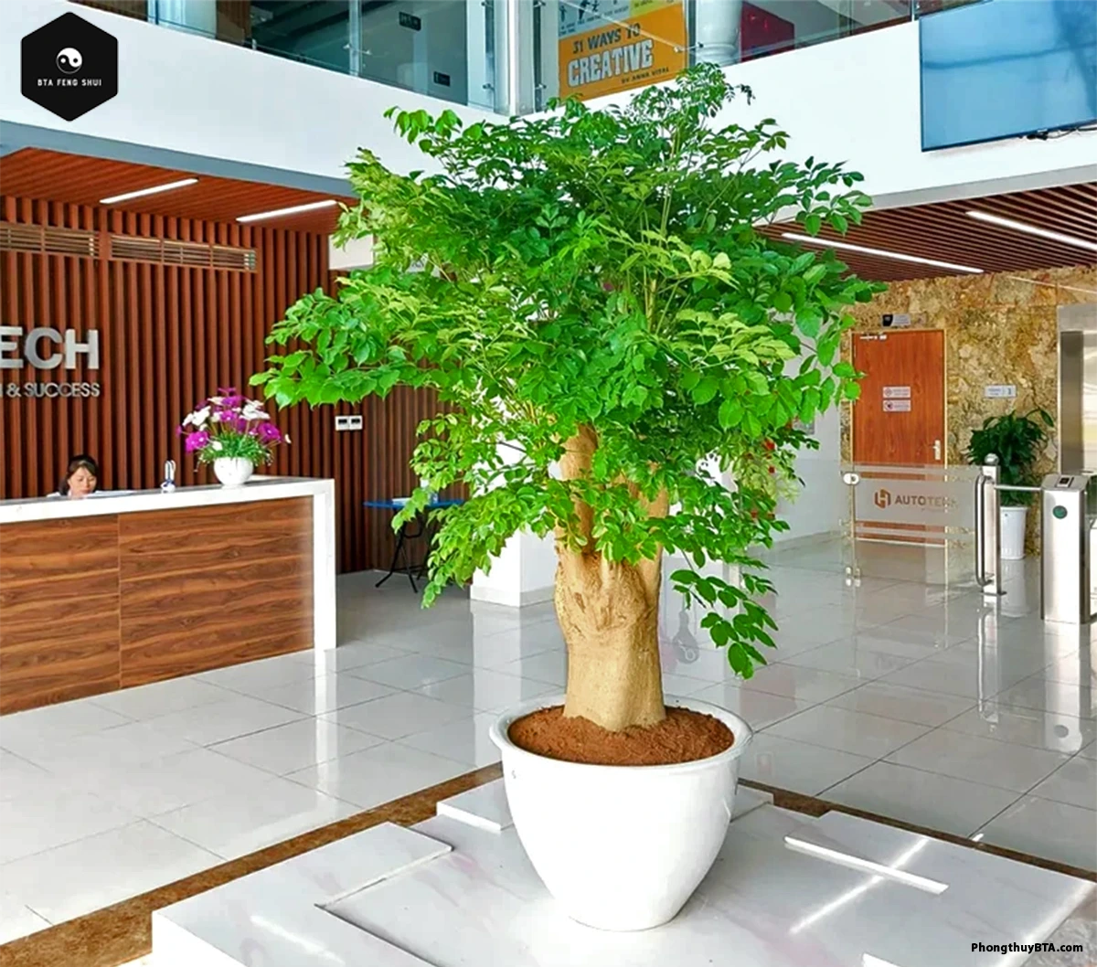 how to grow China Doll plant in a pot