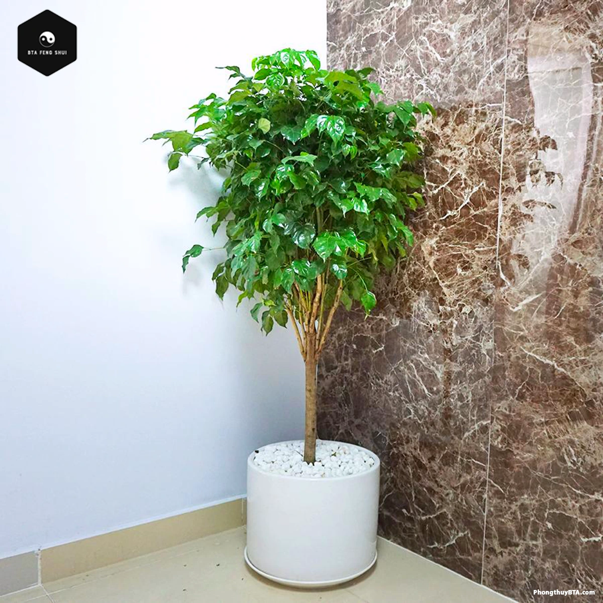 how to care for China Doll plant