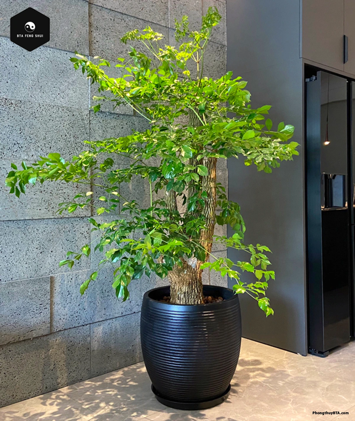 large China Doll plant