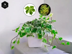english ivy plant