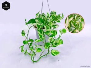 marble queen pothos plant
