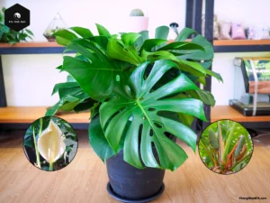 monstera deliciosa swiss cheese plant