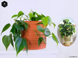 Philodendron Care
