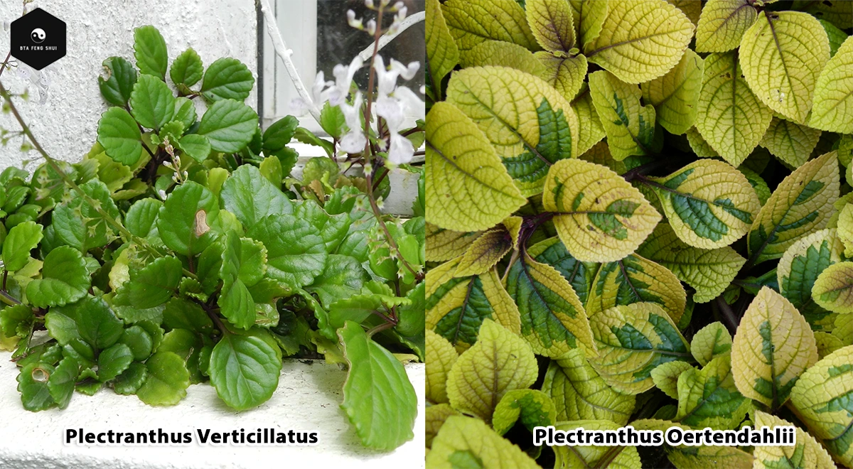 Plectranthus verticillatus vs oertendahlii