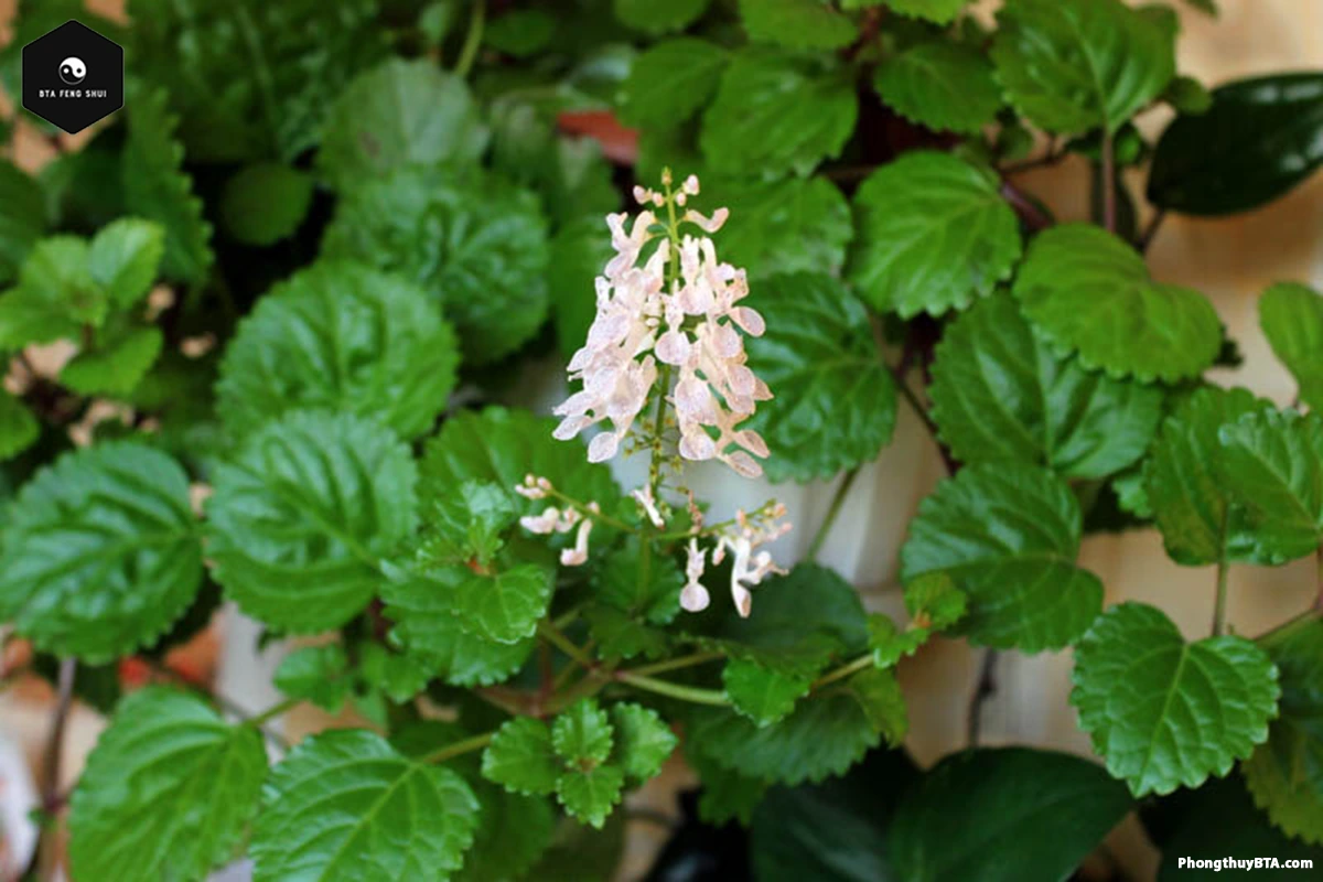 Swedish Ivy in feng shui