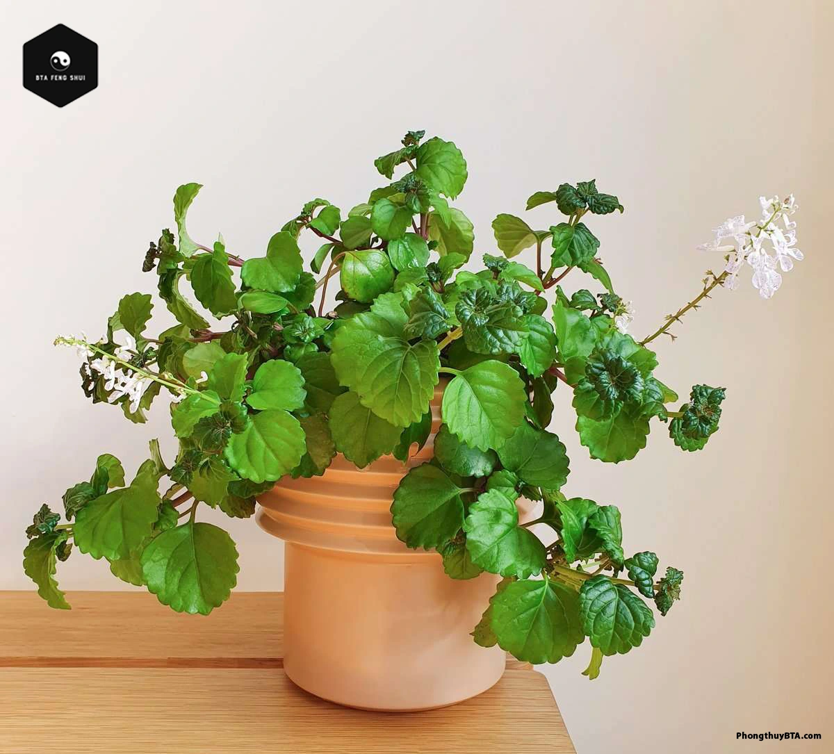 Swedish Ivy Propagation