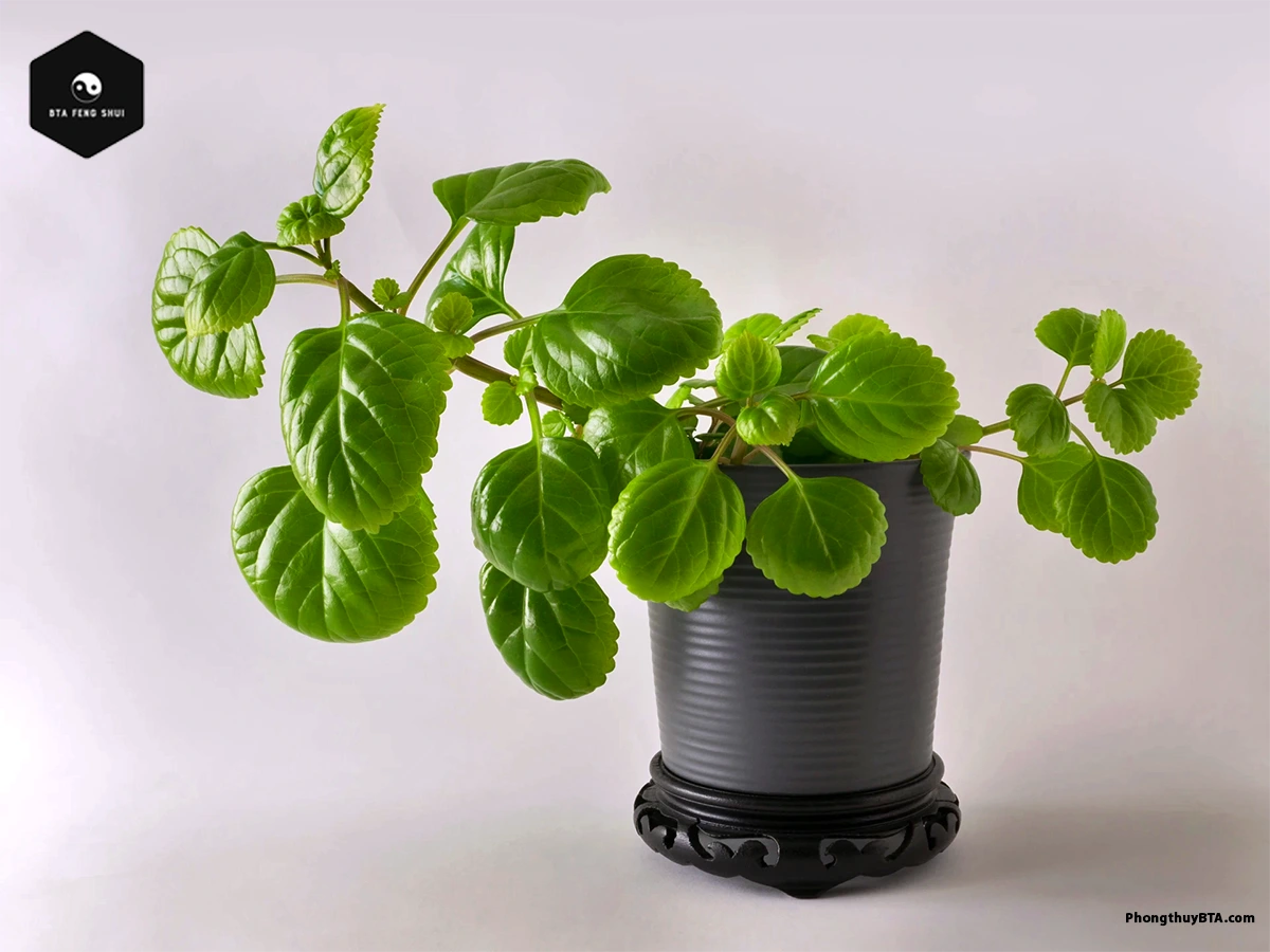 How to care for Swedish ivy: Pruning