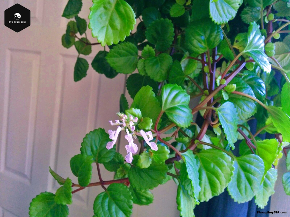 Additional Benefits of Swedish Ivy