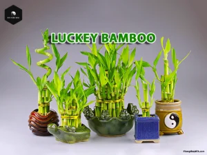 Lucky Bamboo Plant