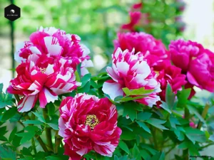 peonies flowers