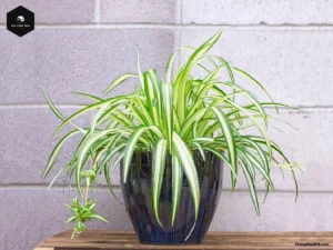 Spider Plant