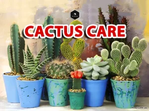 cactus plant care