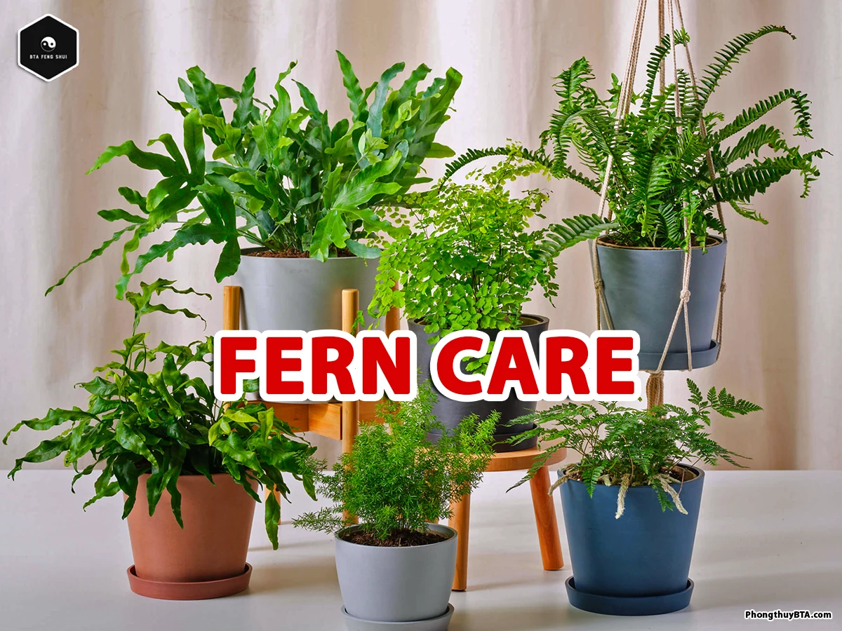 fern plant care