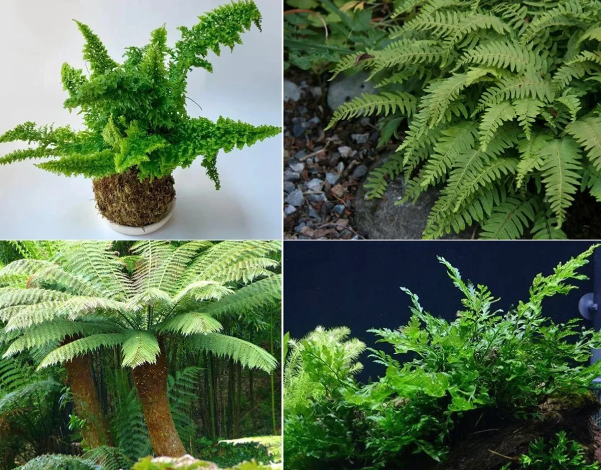 how to take care of ferns