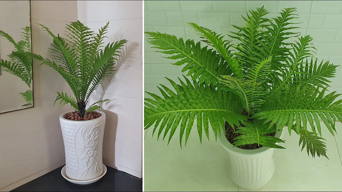 how to look after a fern indoor
