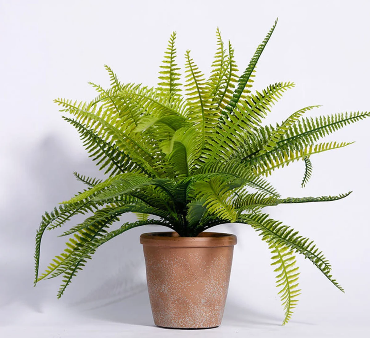 How to Grow Ferns