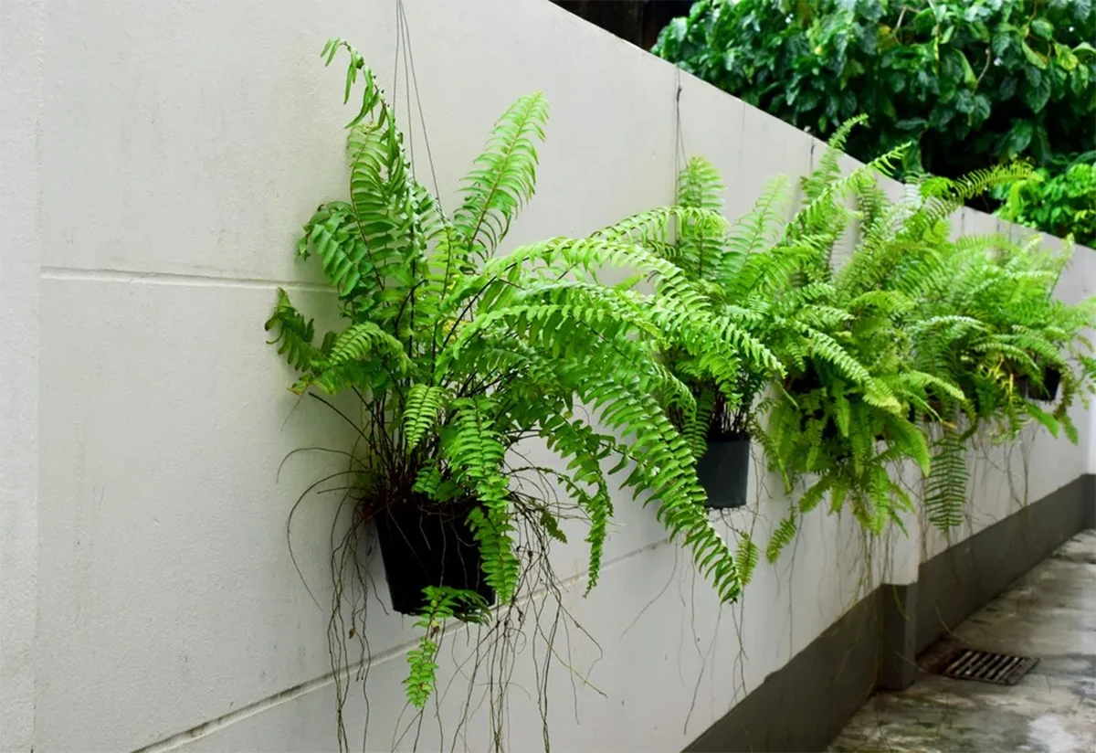 how to care for ferns outside