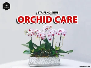how to care for orchids