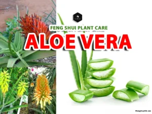 Aloe Vera Plant