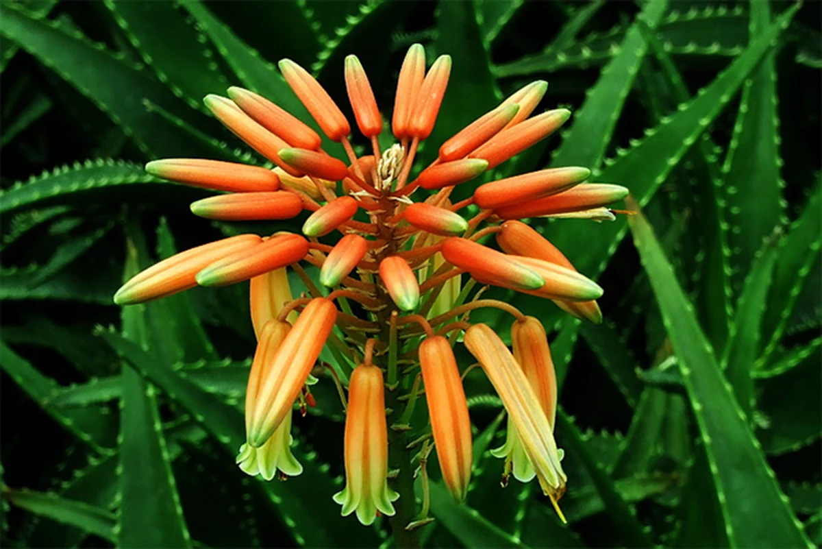 aloe vera flower care