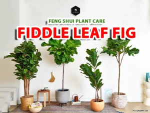 caring for fiddle leaf